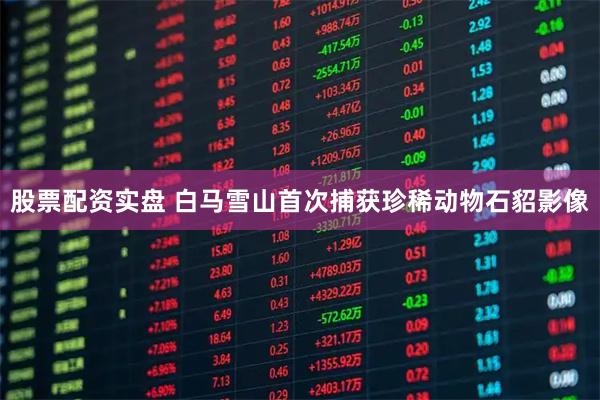 股票配资实盘 白马雪山首次捕获珍稀动物石貂影像